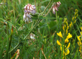 Semi-natural grasslands